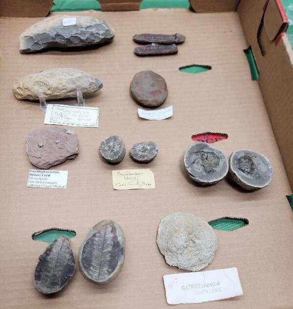 Image for PREHISTORIC FOSSIL ONLINE AUCTION
