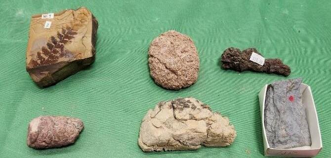 Image for PREHISTORIC FOSSIL ONLINE AUCTION