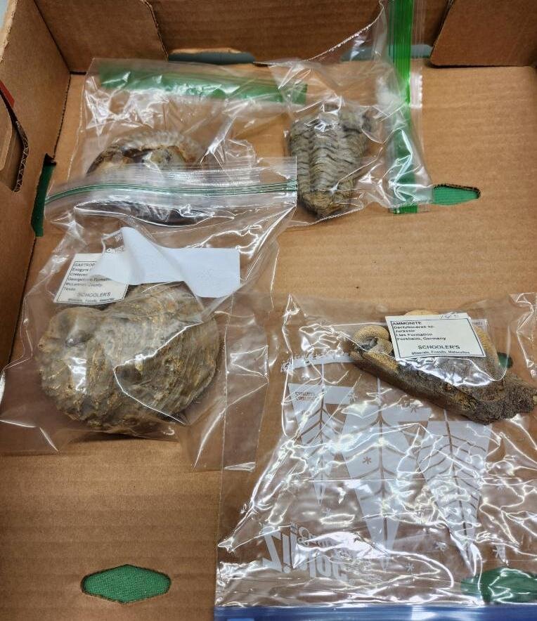 Image for PREHISTORIC FOSSIL ONLINE AUCTION