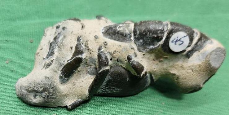 Image for PREHISTORIC FOSSIL ONLINE AUCTION