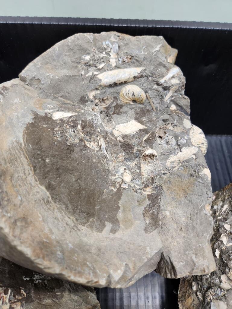 Image for PREHISTORIC FOSSIL ONLINE AUCTION