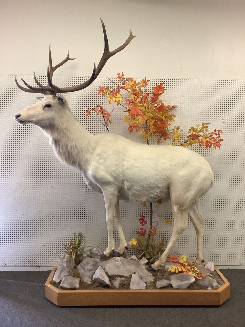 Image for Firearms Accessories, Fishing and Taxidermy | March 29, 2023 at 7:00 PM