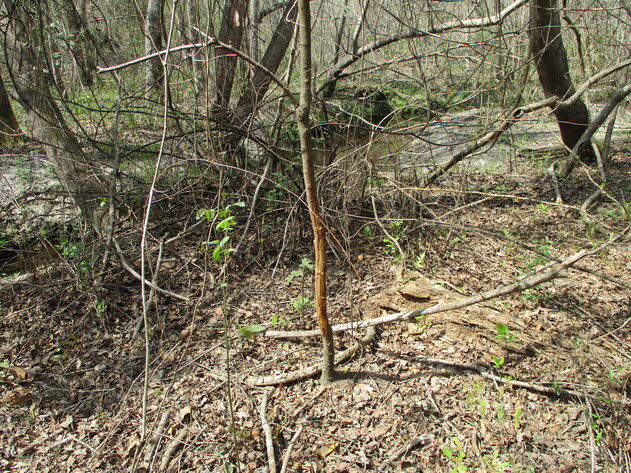 Image for LIVE AUCTION - 149.38 Acres on Marley Cannon Road in Laurens, County, Georgia