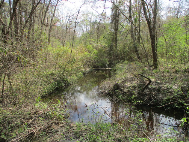 Image for LIVE AUCTION - 149.38 Acres on Marley Cannon Road in Laurens, County, Georgia