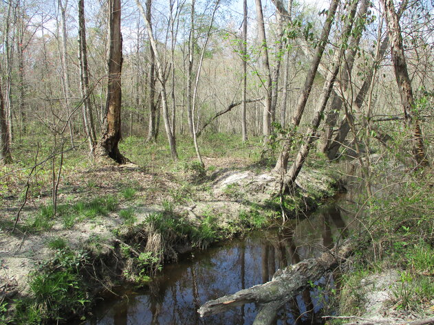 Image for LIVE AUCTION - 149.38 Acres on Marley Cannon Road in Laurens, County, Georgia