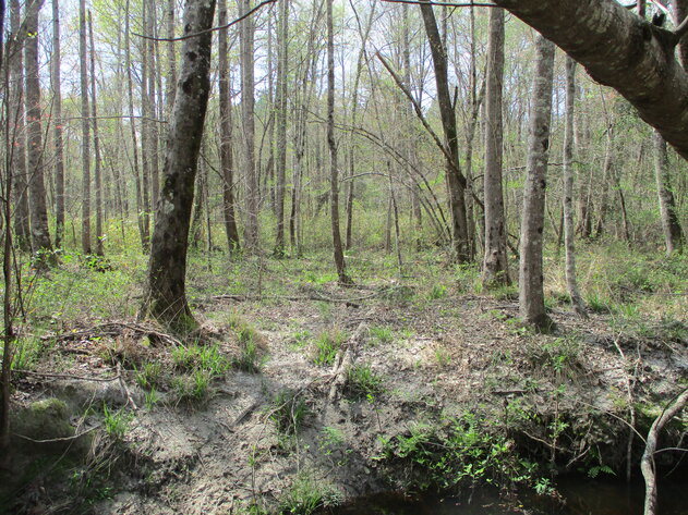 Image for LIVE AUCTION - 149.38 Acres on Marley Cannon Road in Laurens, County, Georgia