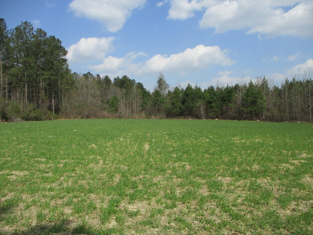 Image for LIVE AUCTION - 149.38 Acres on Marley Cannon Road in Laurens, County, Georgia