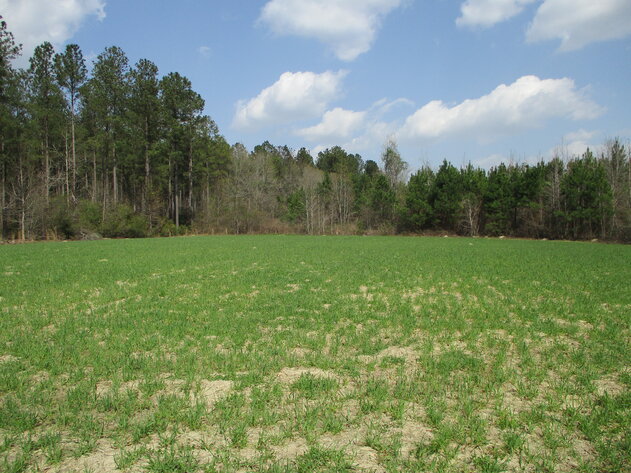 Image for LIVE AUCTION - 149.38 Acres on Marley Cannon Road in Laurens, County, Georgia