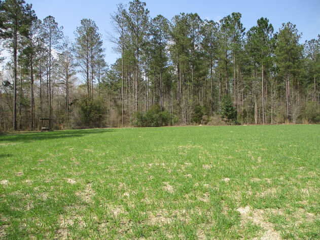 Image for LIVE AUCTION - 149.38 Acres on Marley Cannon Road in Laurens, County, Georgia