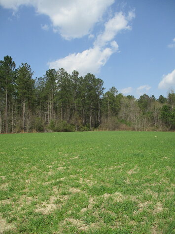Image for LIVE AUCTION - 149.38 Acres on Marley Cannon Road in Laurens, County, Georgia