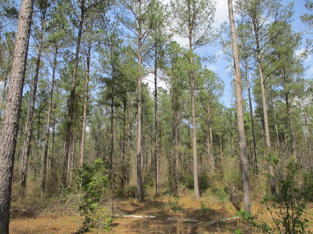 Image for LIVE AUCTION - 149.38 Acres on Marley Cannon Road in Laurens, County, Georgia
