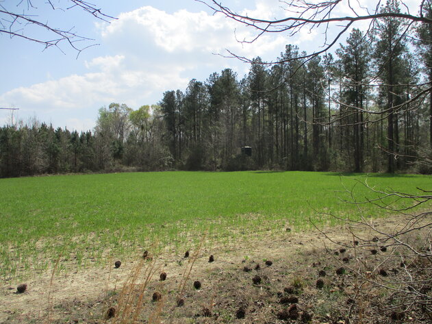 Image for LIVE AUCTION - 149.38 Acres on Marley Cannon Road in Laurens, County, Georgia