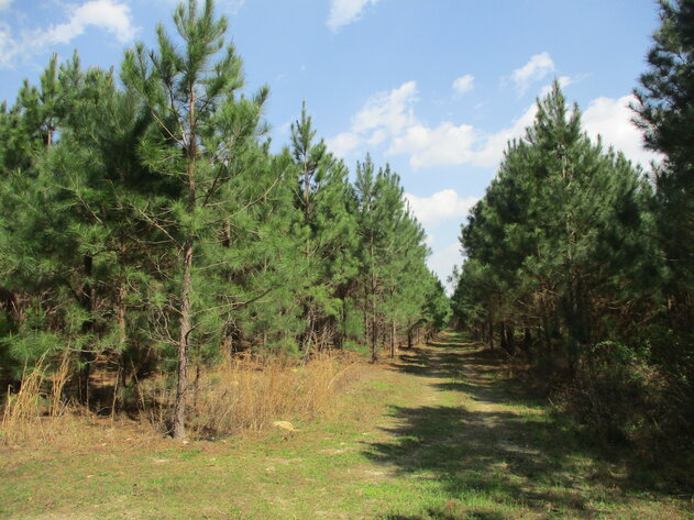 Image for LIVE AUCTION - 149.38 Acres on Marley Cannon Road in Laurens, County, Georgia