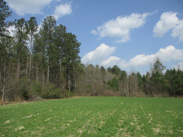 Image for LIVE AUCTION - 149.38 Acres on Marley Cannon Road in Laurens, County, Georgia