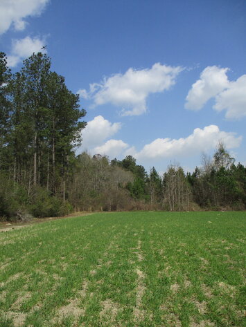 Image for LIVE AUCTION - 149.38 Acres on Marley Cannon Road in Laurens, County, Georgia