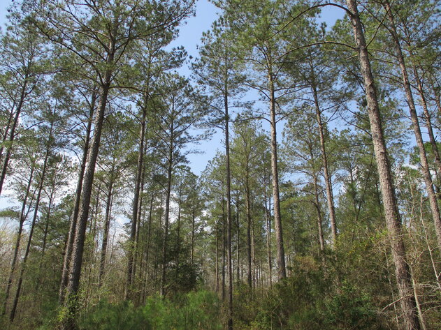 Image for LIVE AUCTION - 149.38 Acres on Marley Cannon Road in Laurens, County, Georgia