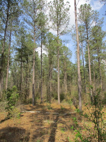 Image for LIVE AUCTION - 149.38 Acres on Marley Cannon Road in Laurens, County, Georgia