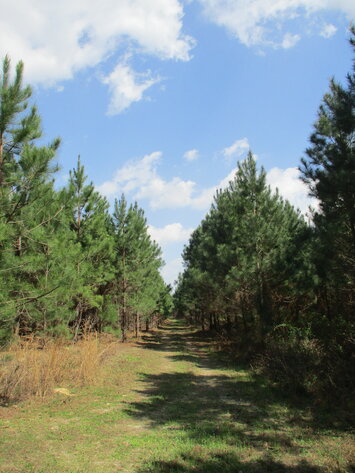 Image for LIVE AUCTION - 149.38 Acres on Marley Cannon Road in Laurens, County, Georgia