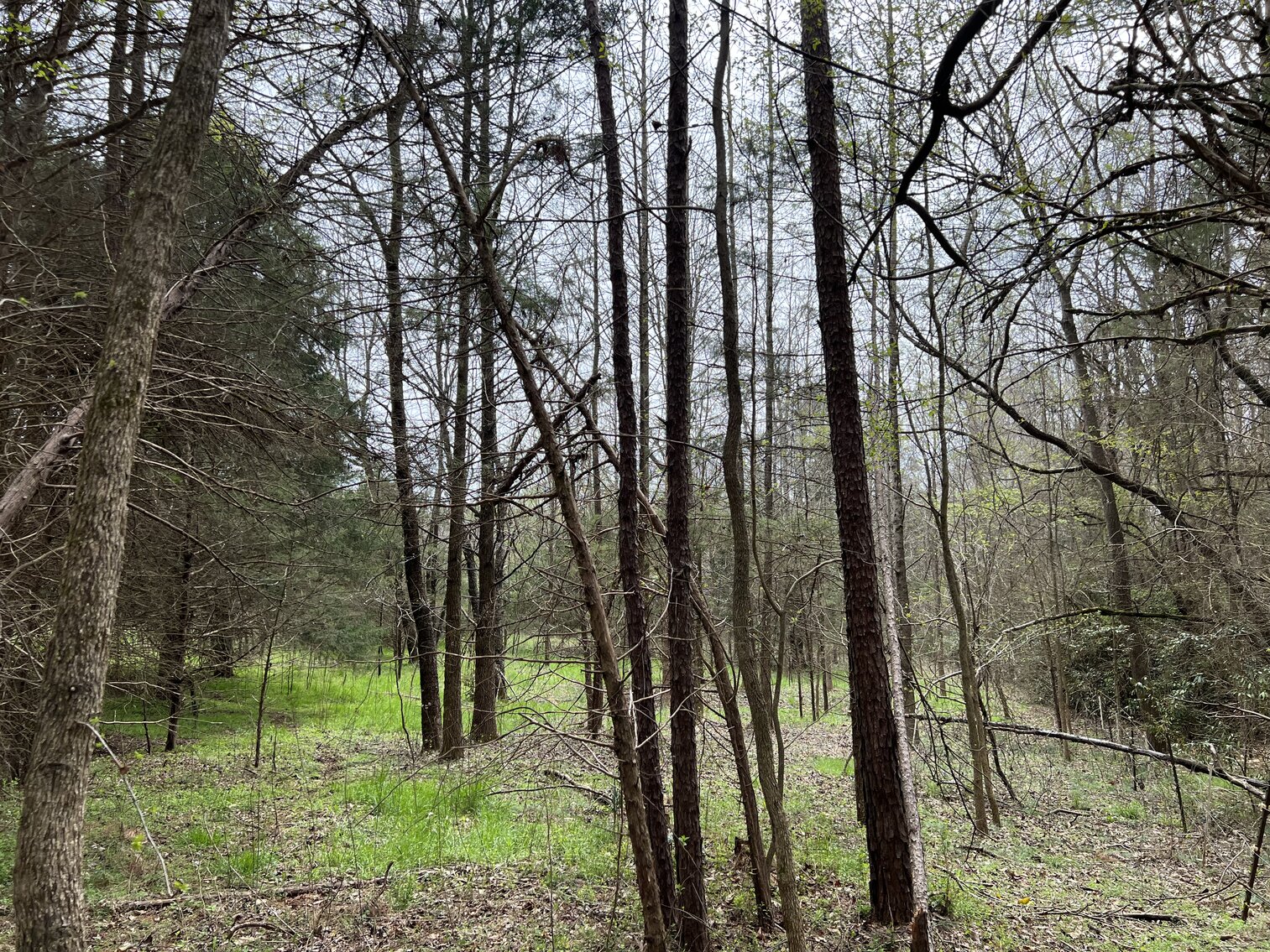 Image for Real Estate Auction - 60.9537± Acres in Forsyth County, NC