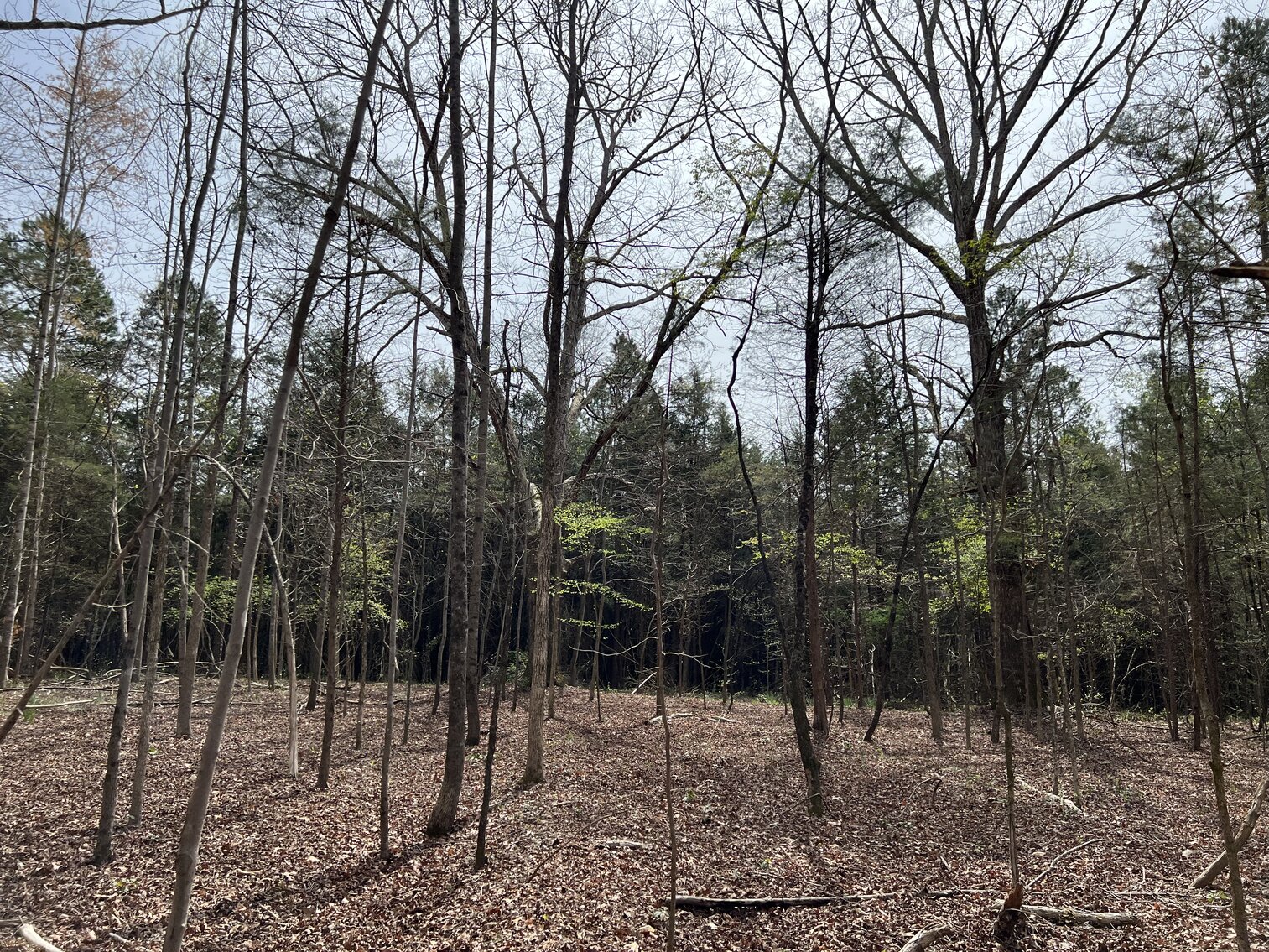 Image for Real Estate Auction - 60.9537± Acres in Forsyth County, NC