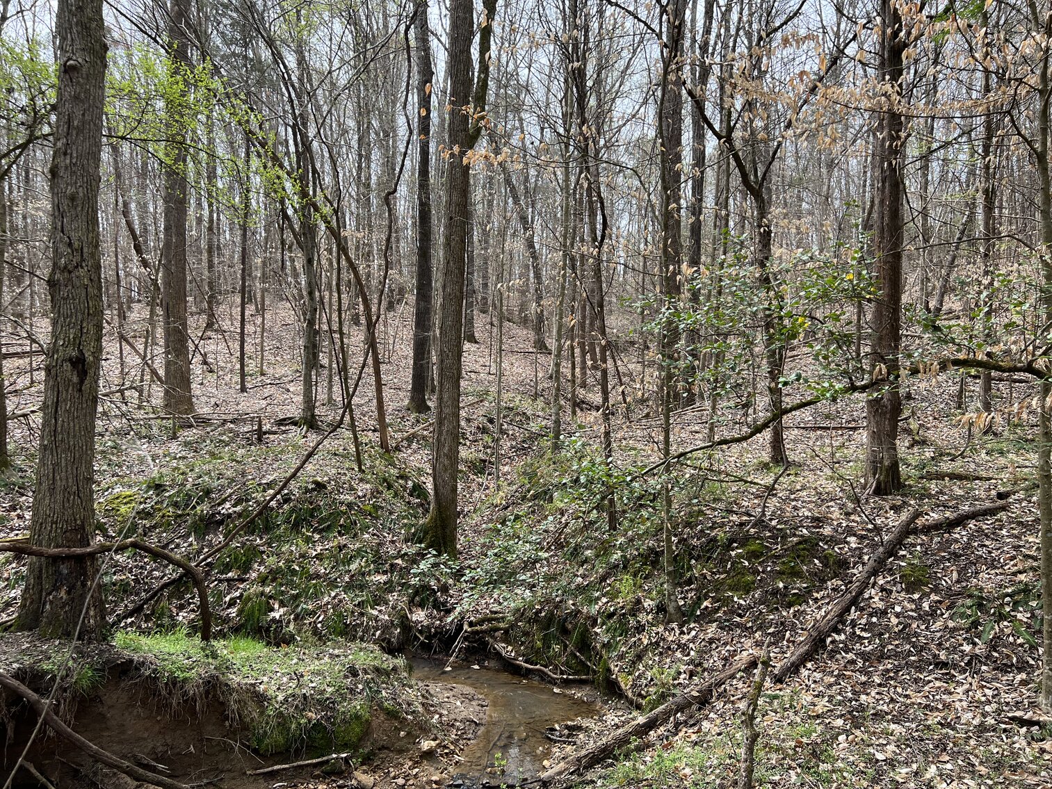 Image for Real Estate Auction - 60.9537± Acres in Forsyth County, NC