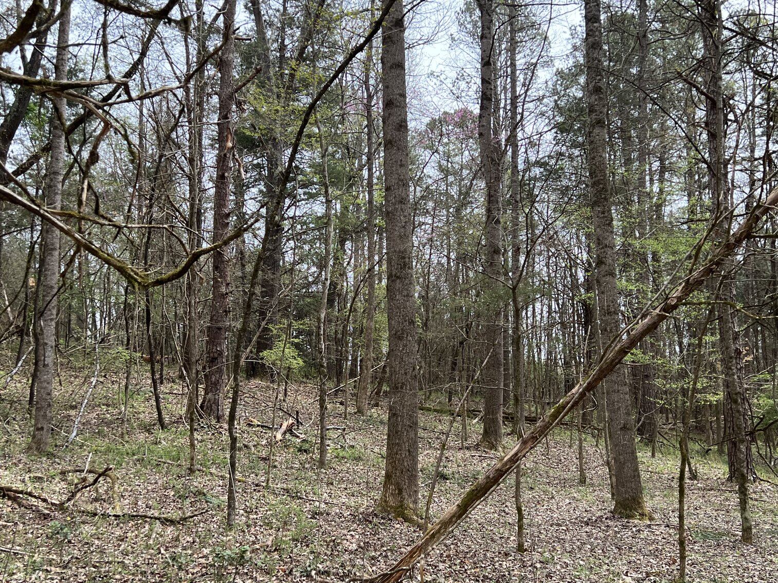 Image for Real Estate Auction - 60.9537± Acres in Forsyth County, NC