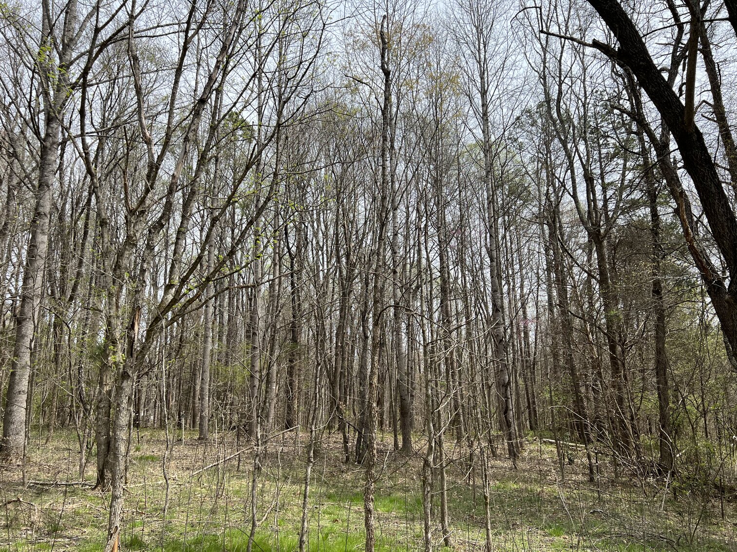 Image for Real Estate Auction - 60.9537± Acres in Forsyth County, NC