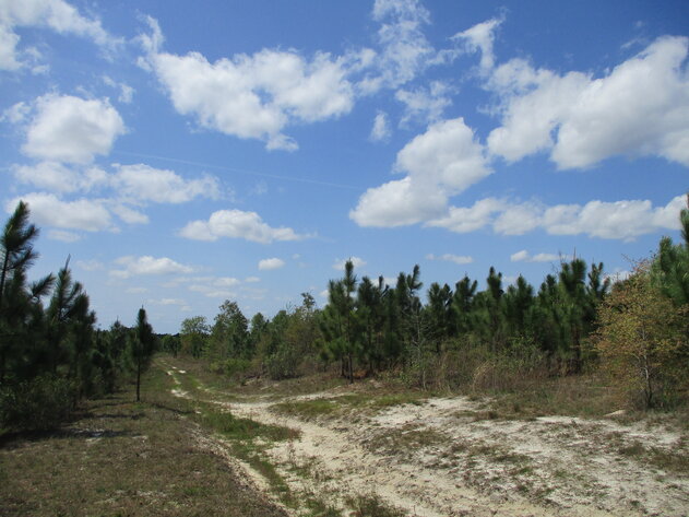 Image for ONLINE AUCTION - 149.95 Acres Located on  I- 16 @ Exit 71  in  Treutlen County, Georgia