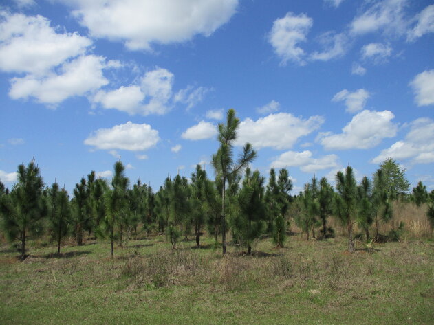 Image for ONLINE AUCTION - 149.95 Acres Located on  I- 16 @ Exit 71  in  Treutlen County, Georgia