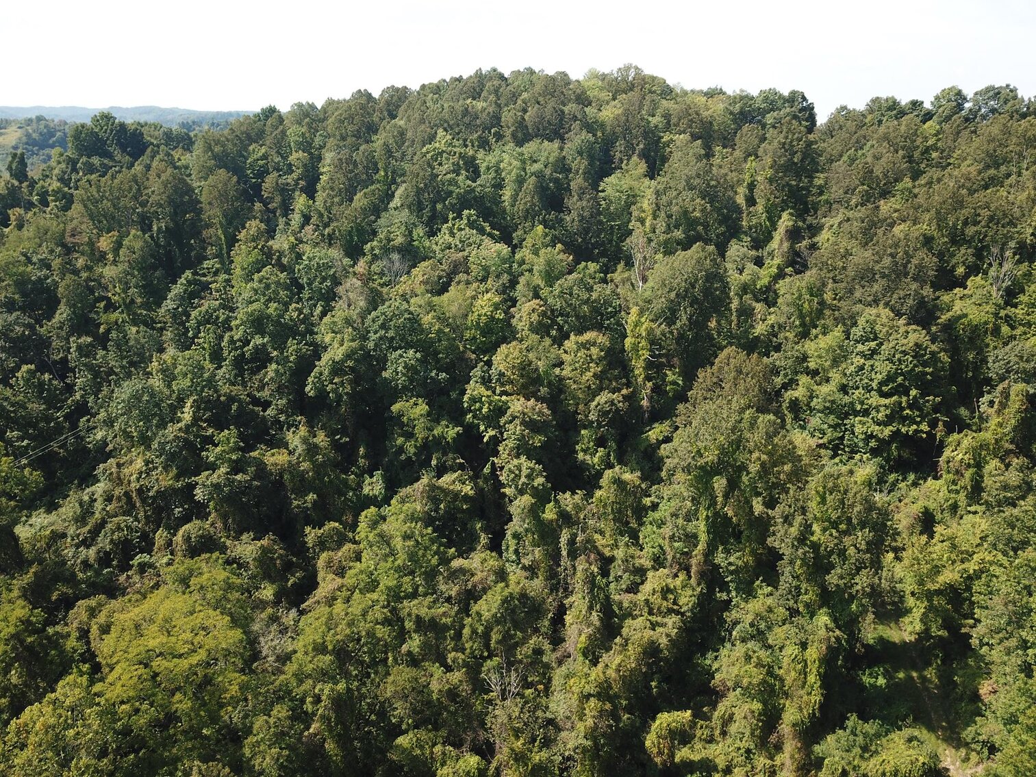 Image for SOLD $80,300 - Nearly 32 Acres with Timber in Harrison County