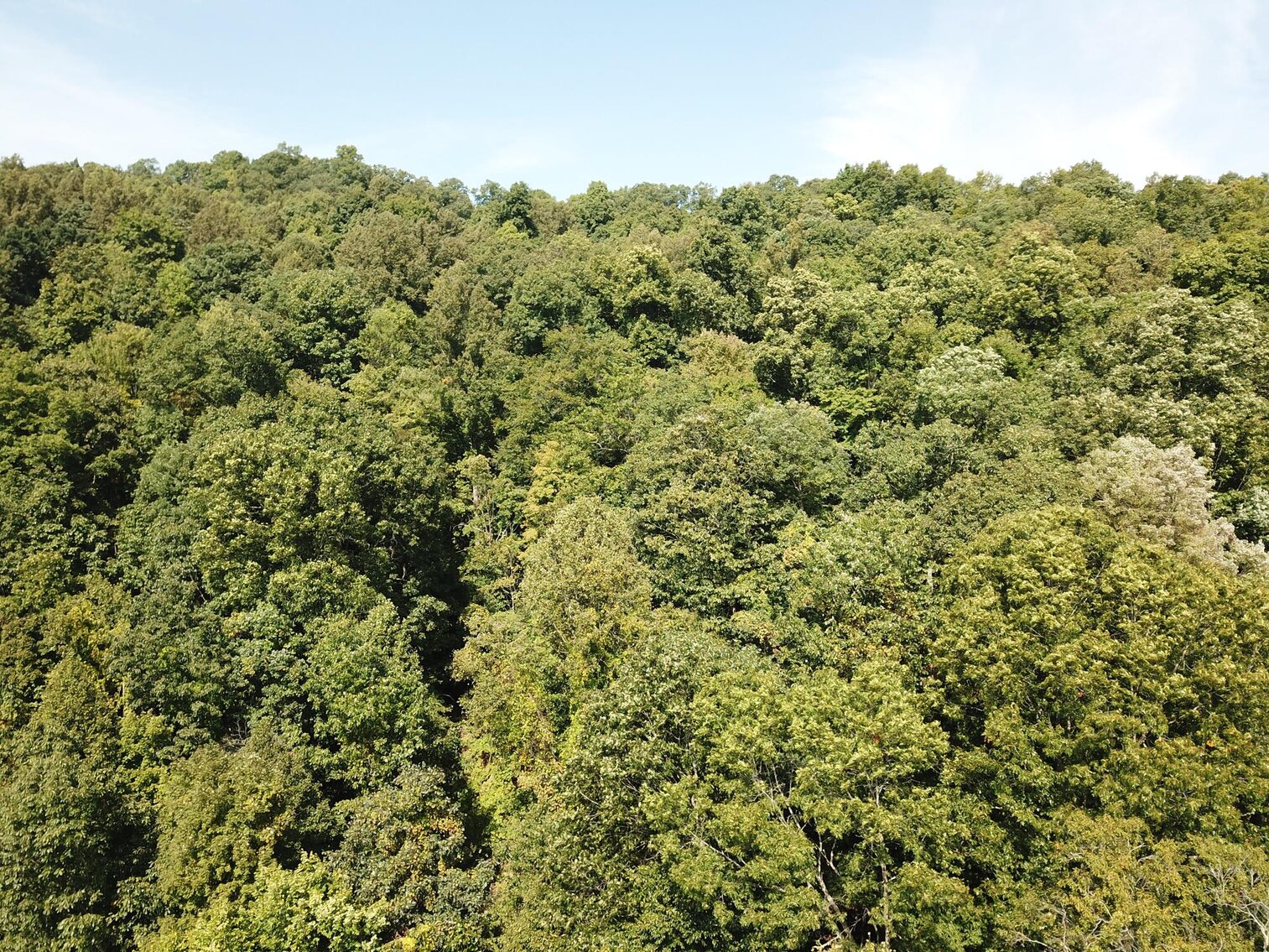 Image for SOLD $80,300 - Nearly 32 Acres with Timber in Harrison County