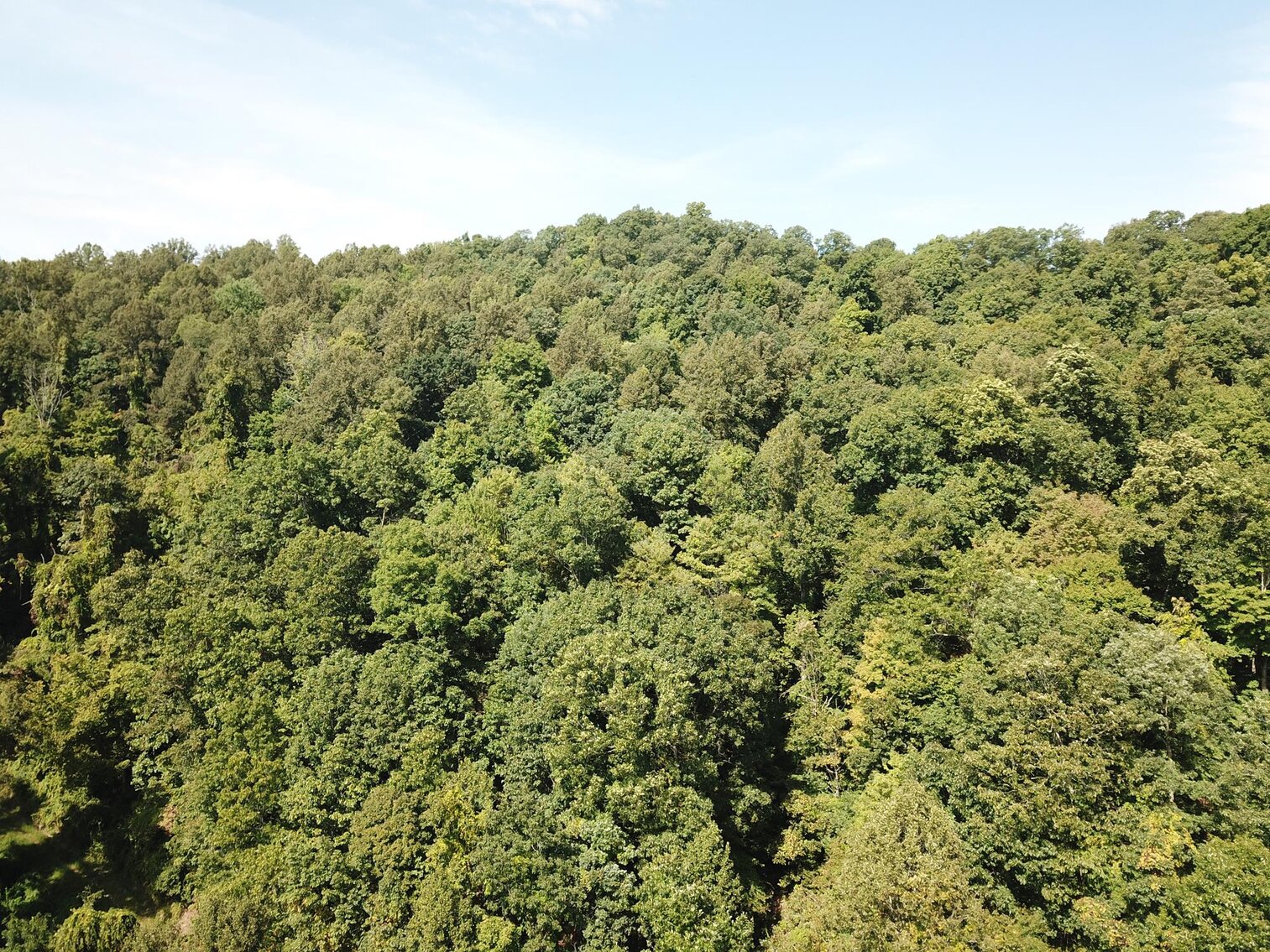 Image for SOLD $80,300 - Nearly 32 Acres with Timber in Harrison County