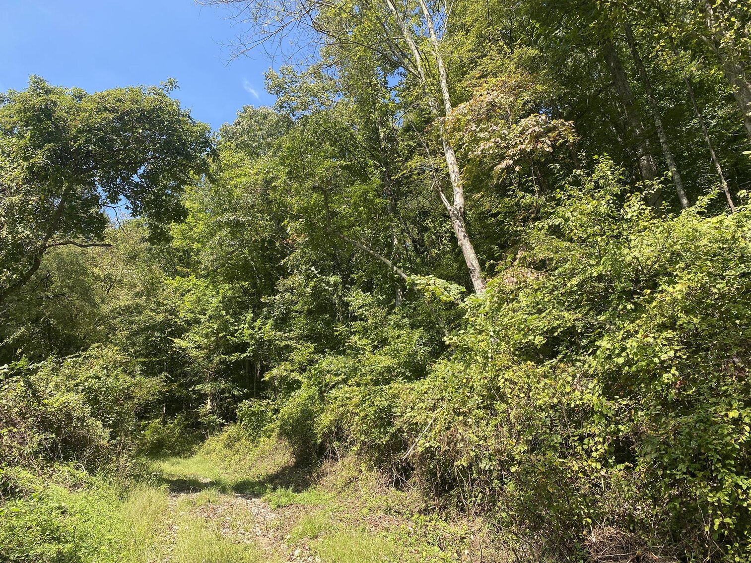 Image for SOLD $80,300 - Nearly 32 Acres with Timber in Harrison County