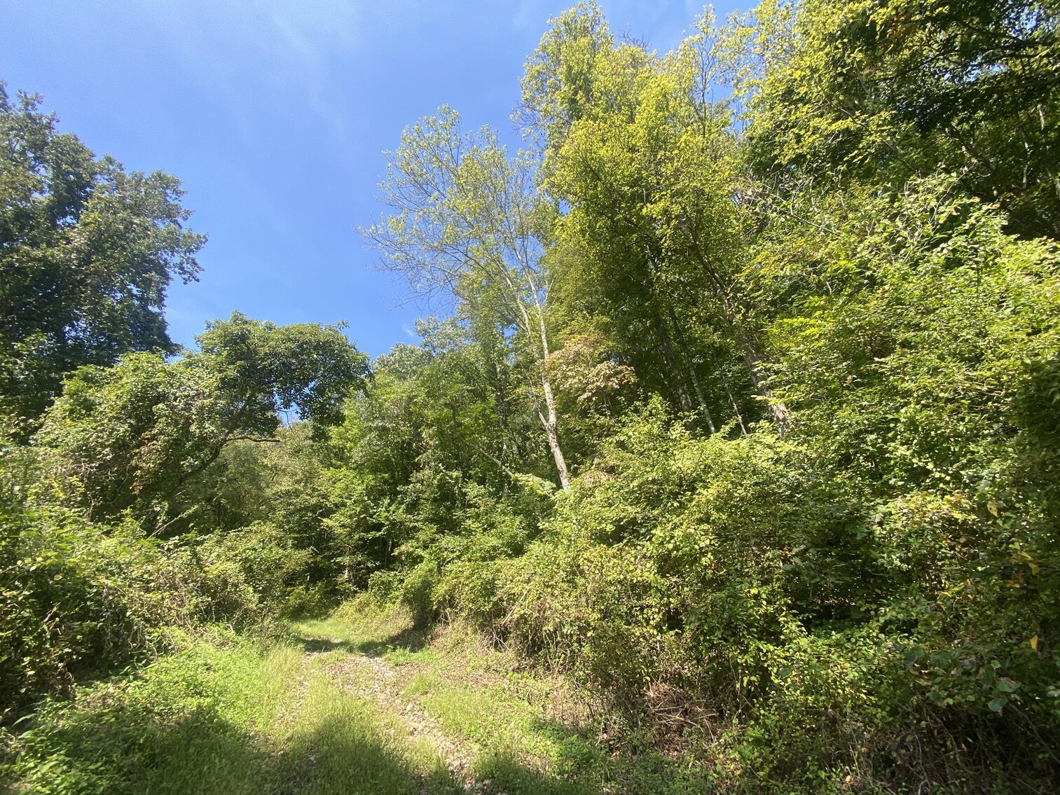 Image for SOLD $80,300 - Nearly 32 Acres with Timber in Harrison County