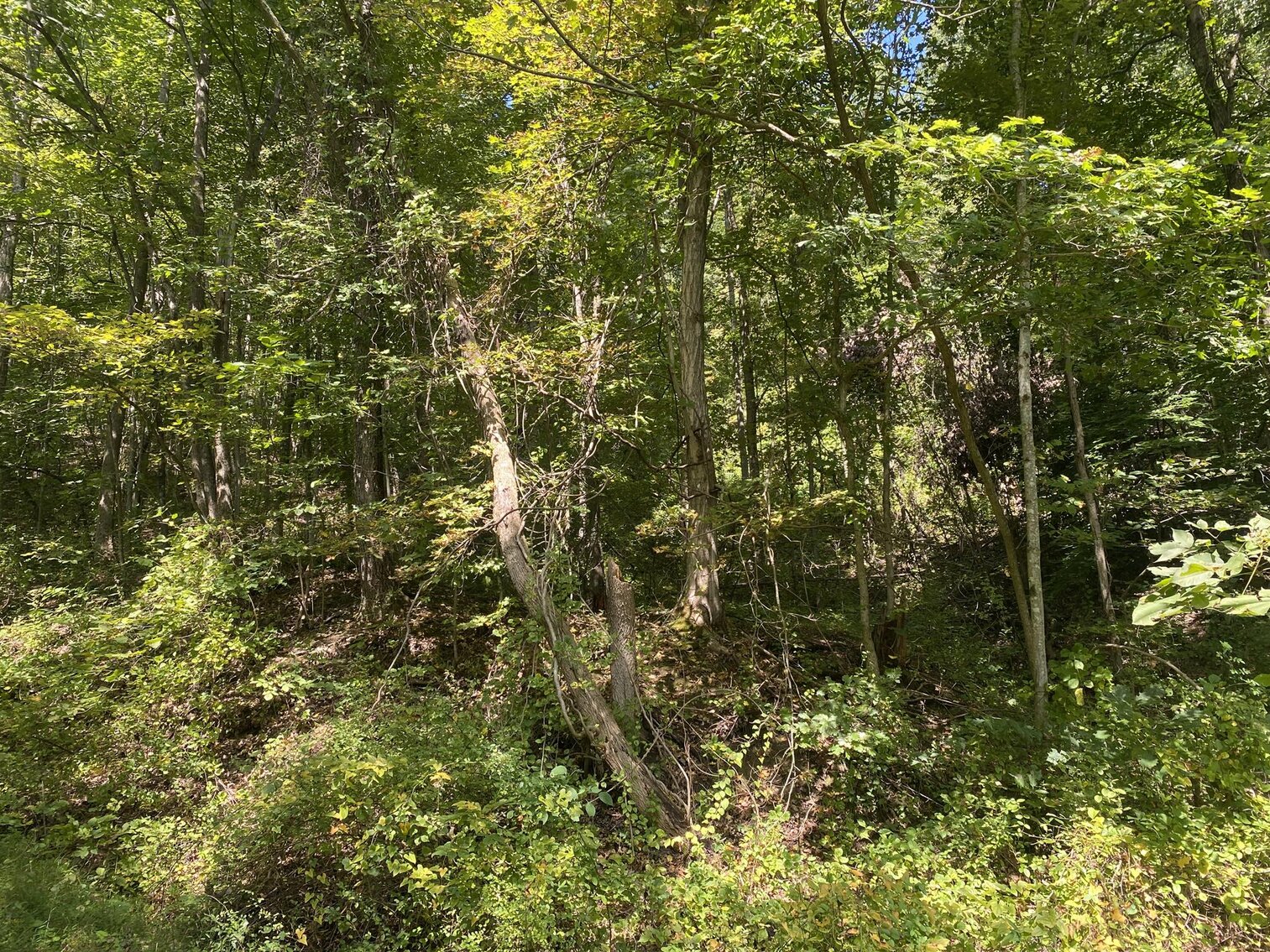 Image for SOLD $80,300 - Nearly 32 Acres with Timber in Harrison County