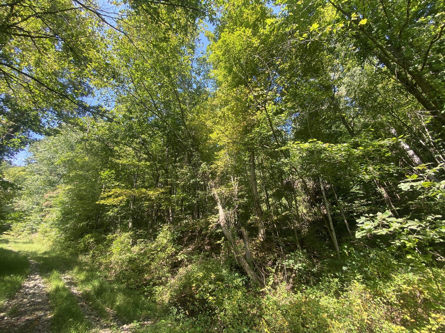 Image for SOLD $80,300 - Nearly 32 Acres with Timber in Harrison County