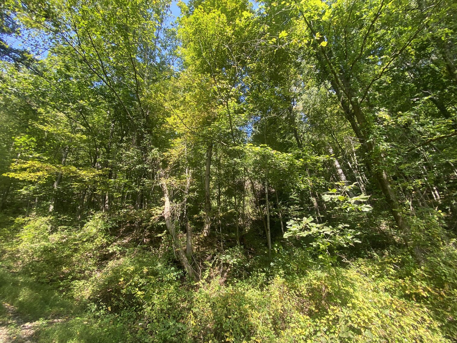 Image for SOLD $80,300 - Nearly 32 Acres with Timber in Harrison County
