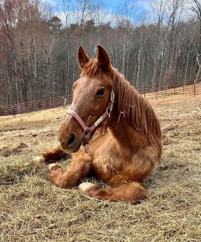 Image for Horse Tack Charity Auction