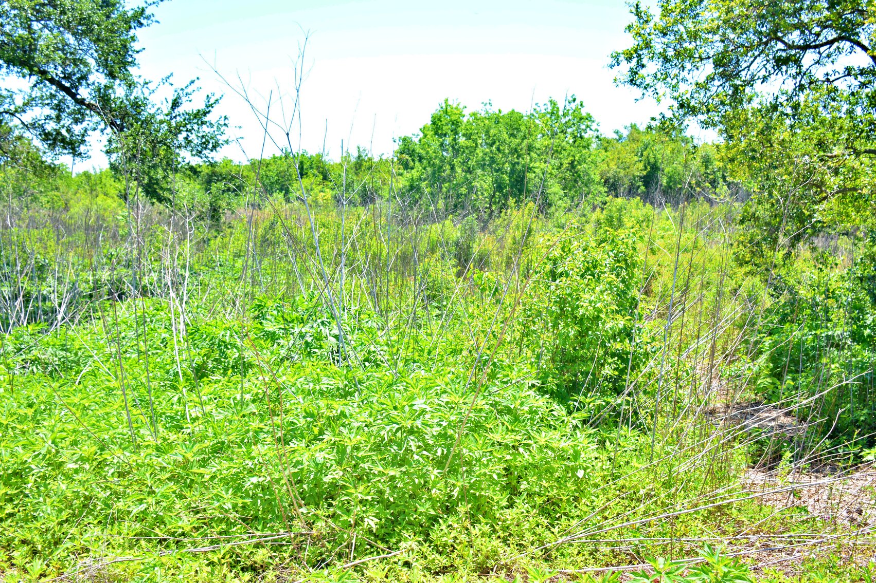 Image for AVAILABLE! Bankruptcy Auction, Case No. 18-11101, Eastern District of Louisiana, Land Auction, Empire, LA