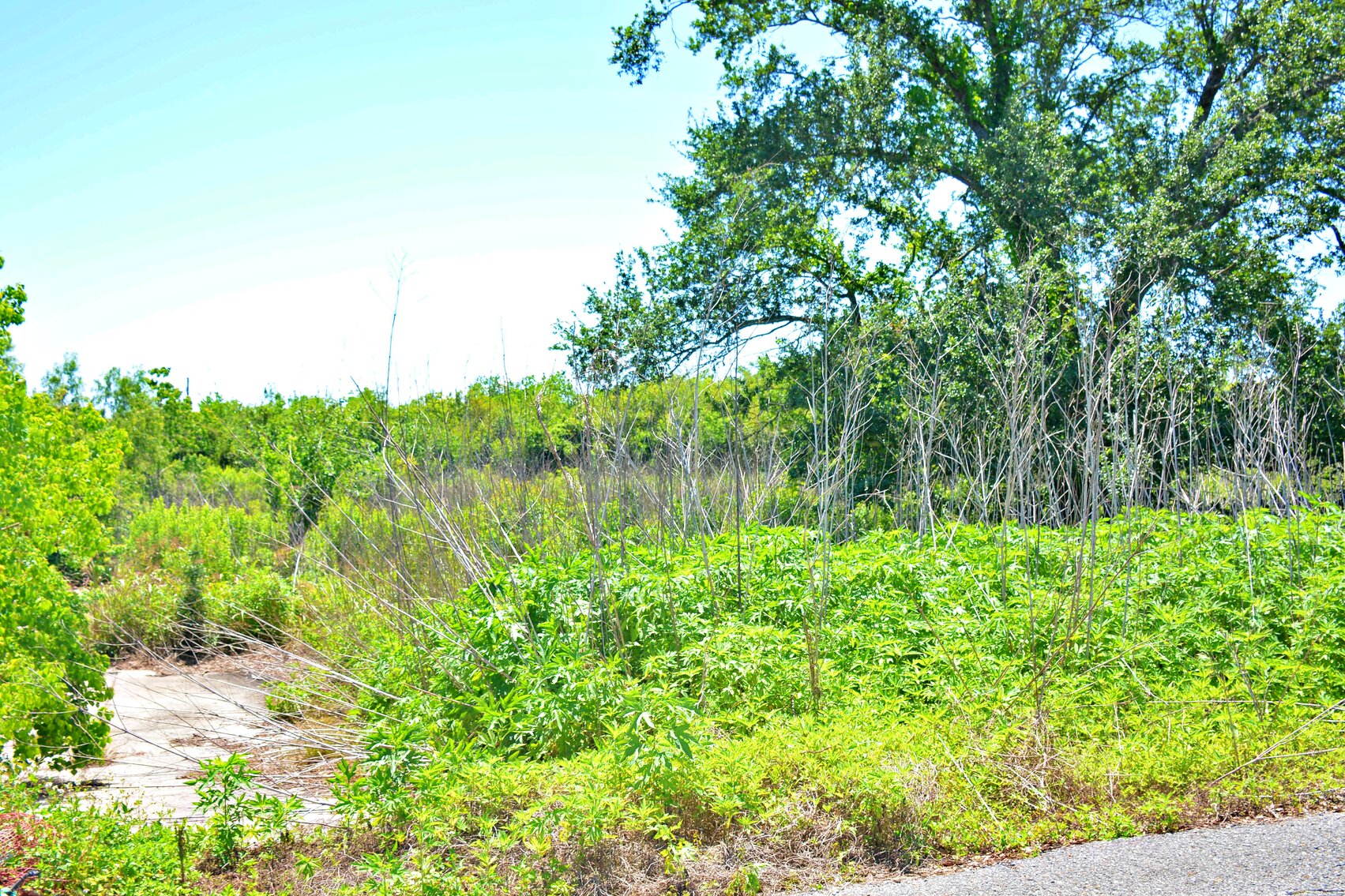 Image for AVAILABLE! Bankruptcy Auction, Case No. 18-11101, Eastern District of Louisiana, Land Auction