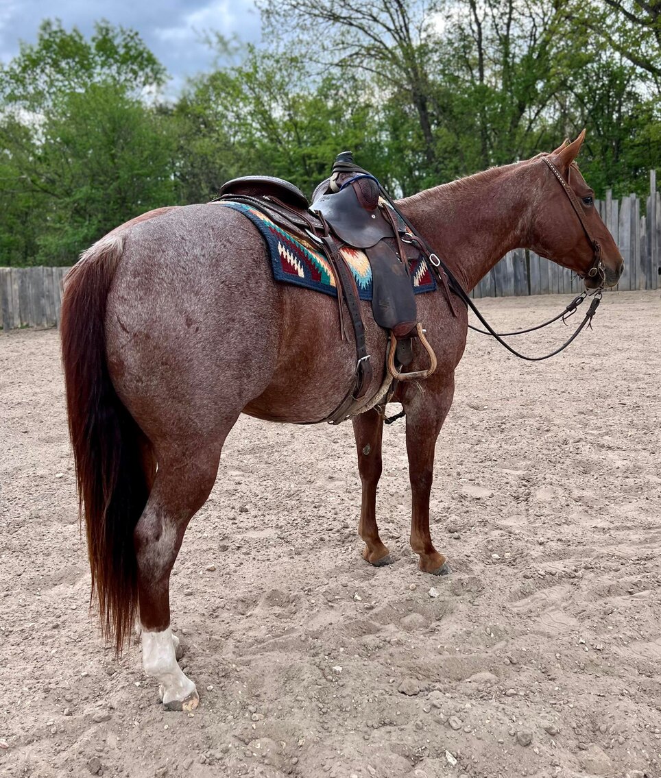 Image for Missouri Horse Auction Springfield, MO - FRIDAY April 28th