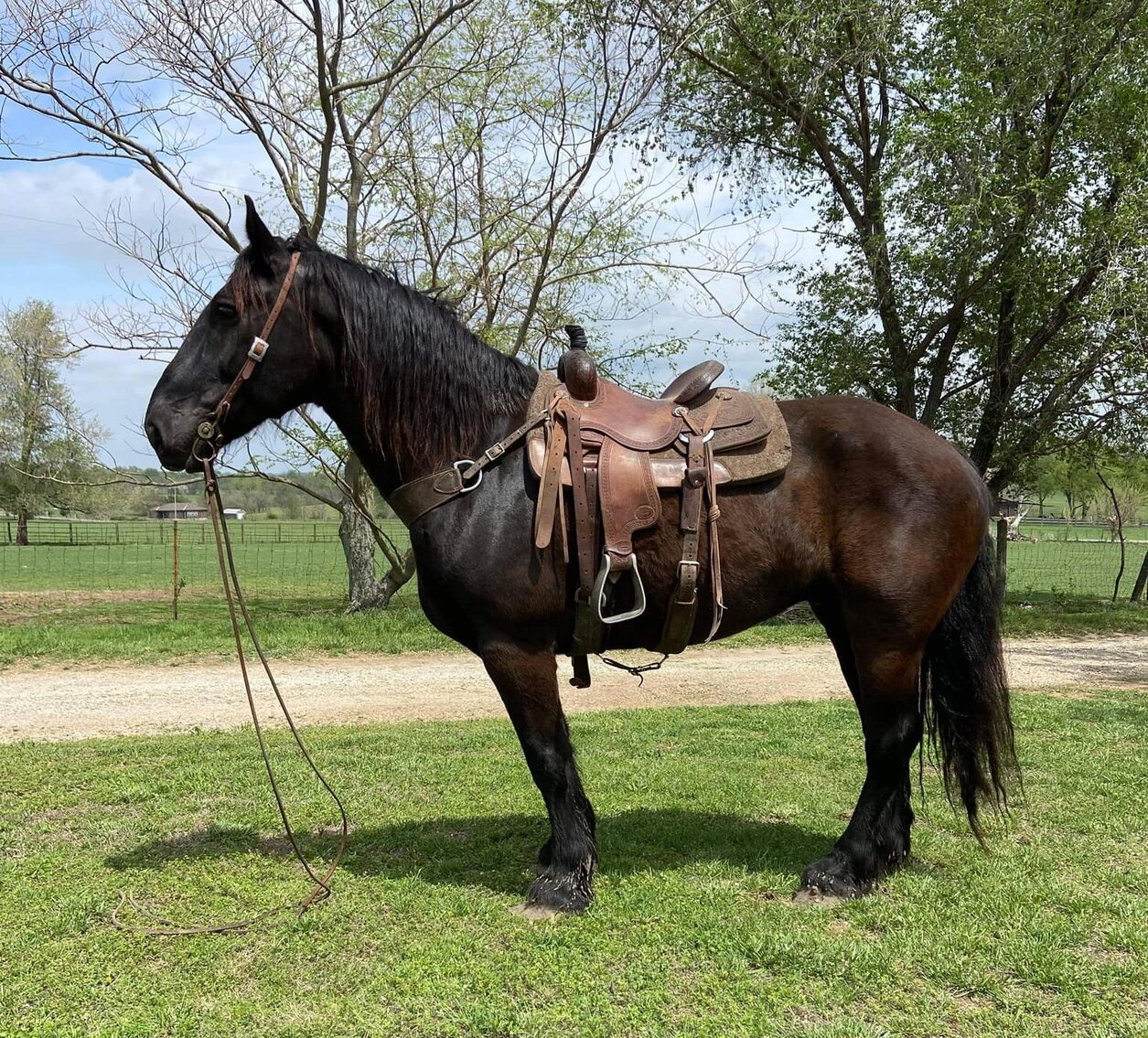 Donkey's Horse Sale SPRING SPECIAL May 6th Maryville, Missouri