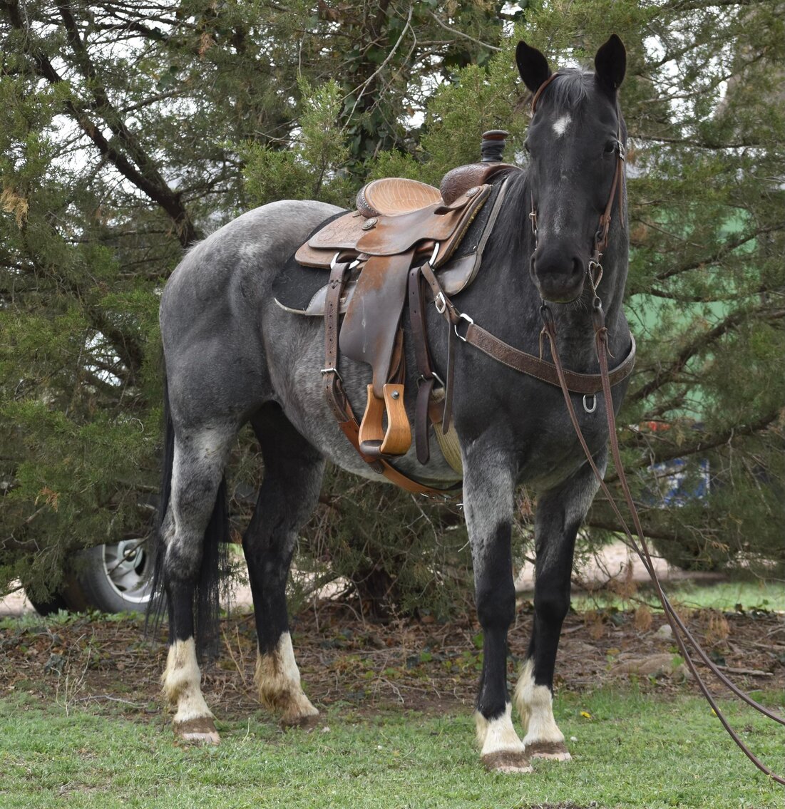Image for Missouri Horse Auction Springfield, MO - FRIDAY April 28th