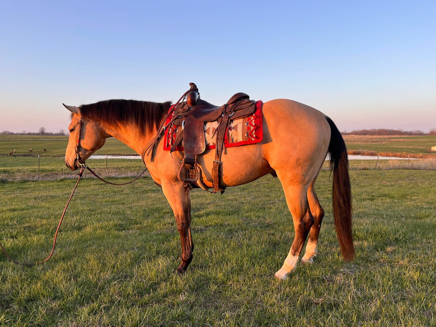 Missouri Horse Auction Springfield, MO FRIDAY April 28th