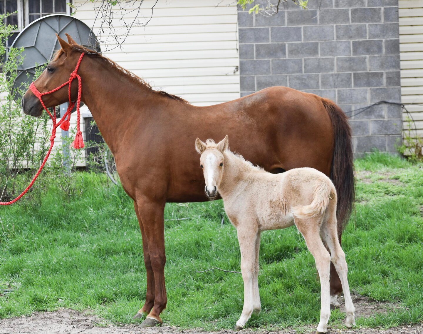 Image for Missouri Horse Auction Springfield, MO - FRIDAY April 28th