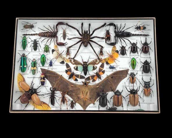 Image for May 2023 Fantastic Finds Auction