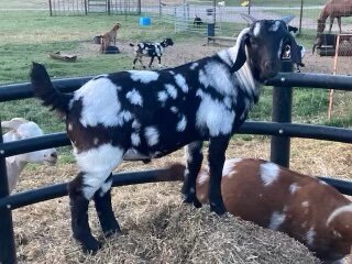 Image for Jones Livestock Auction Livestock Sale - THURSDAY, May 4th