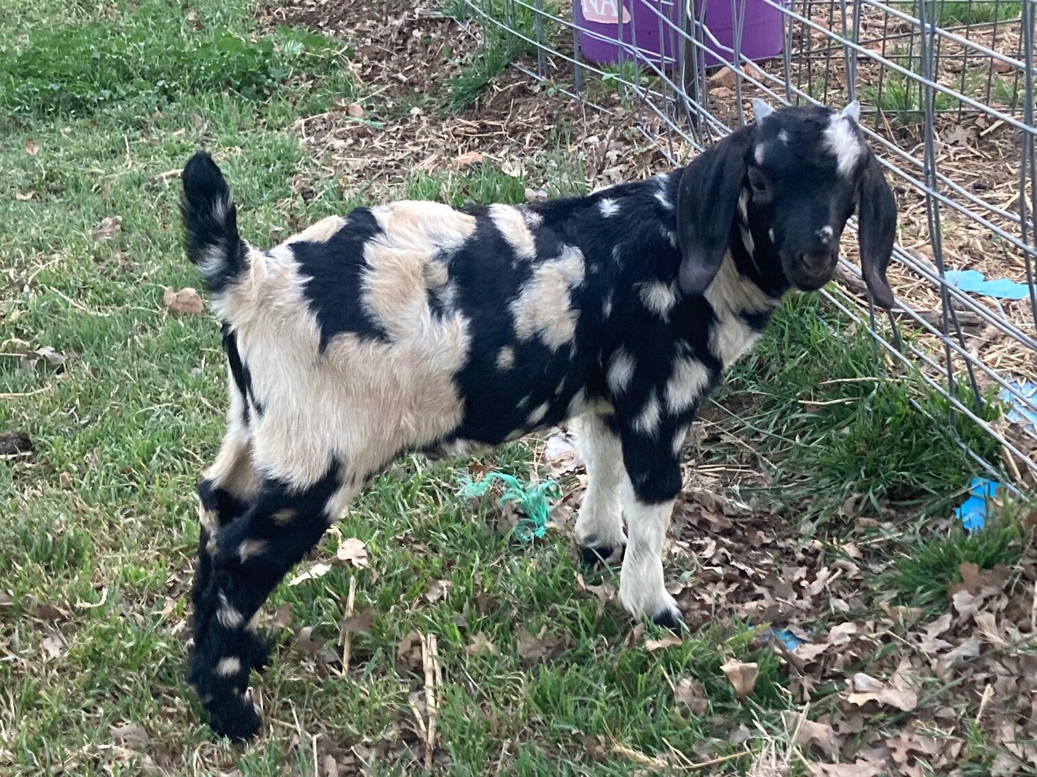 Image for Jones Livestock Auction Livestock Sale - THURSDAY, May 4th