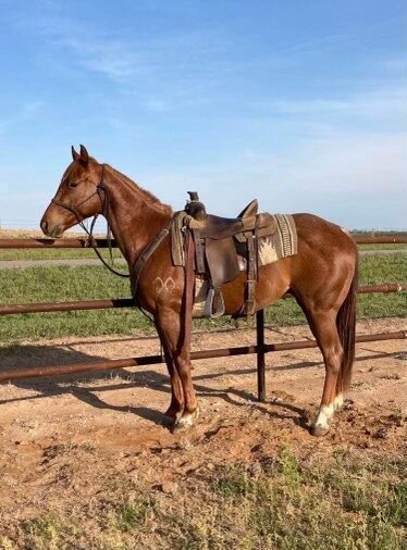 Image for Central Livestock Horse Sale - May 13th South Hutchinson, Kansas