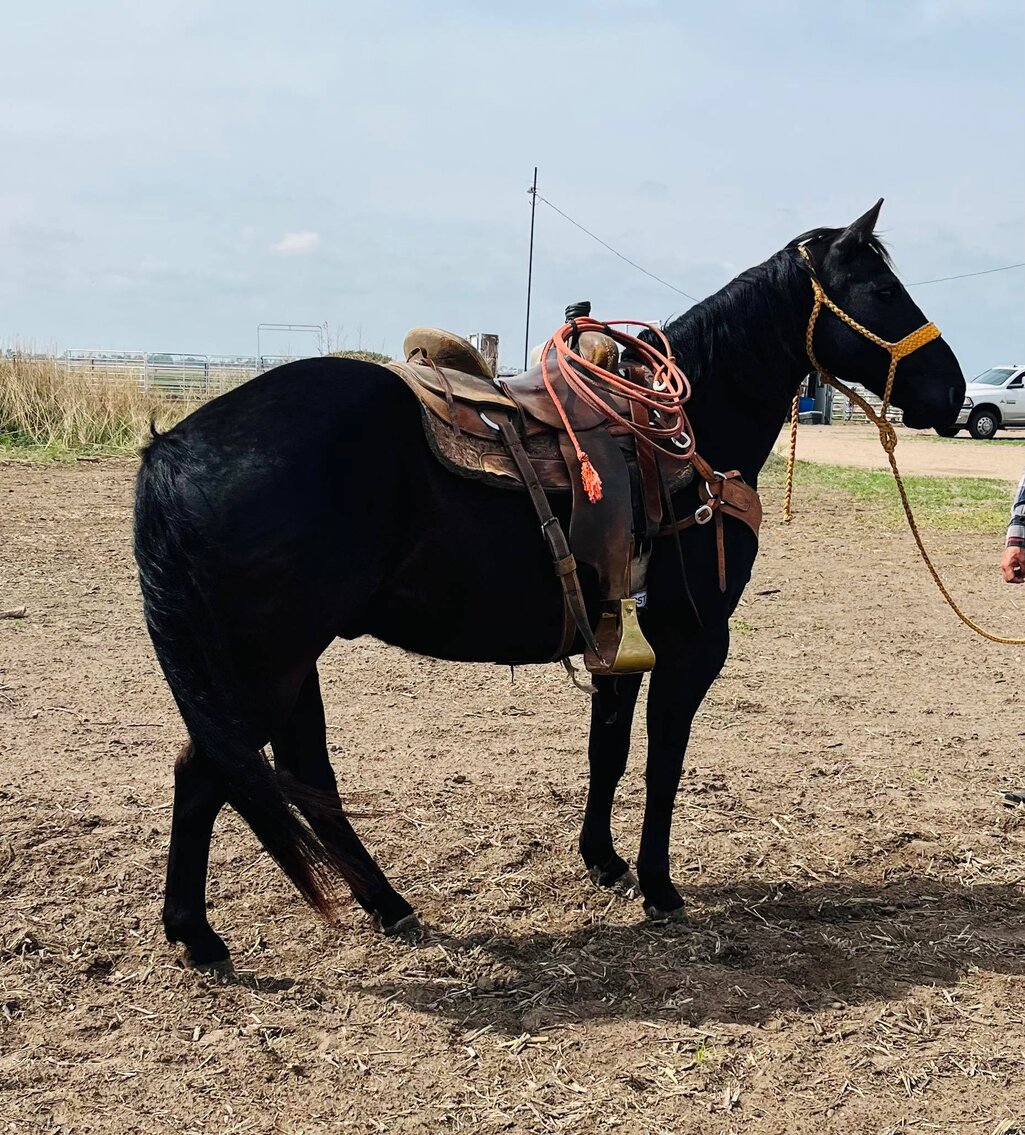Image for Central Livestock Horse Sale - May 13th South Hutchinson, Kansas